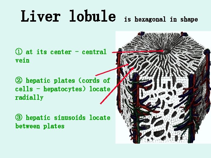 Liver lobule ① at its center - central vein ② hepatic plates（cords of cells