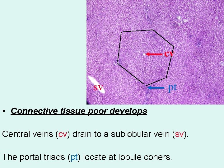 cv sv pt • Connective tissue poor develops Central veins (cv) drain to a