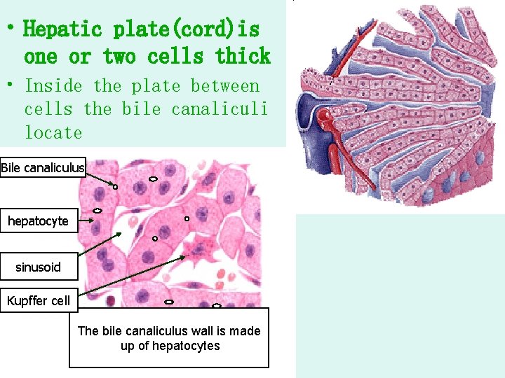  • Hepatic plate(cord)is one or two cells thick • Inside the plate between