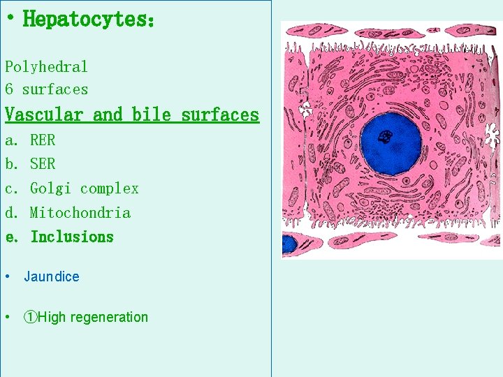  • Hepatocytes： Polyhedral 6 surfaces Vascular and bile surfaces a. b. c. d.