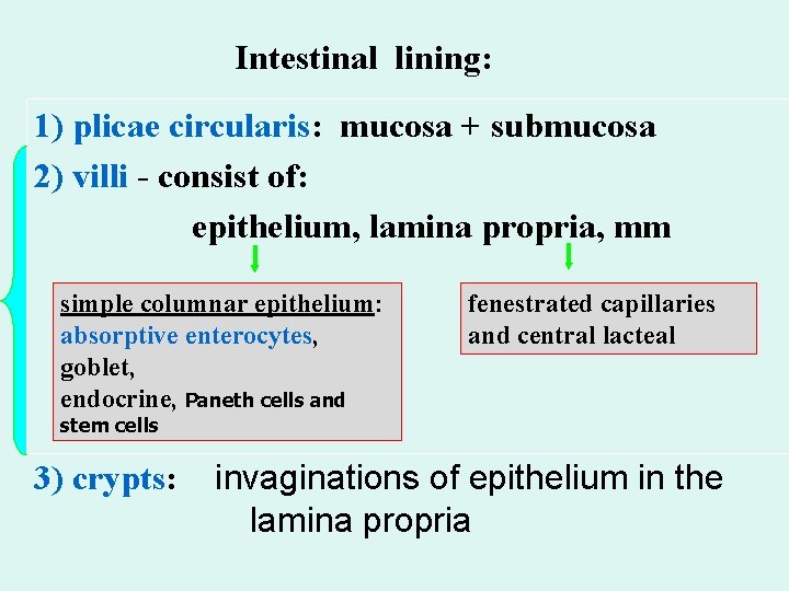 Intestinal lining: 1) plicae circularis: mucosa + submucosa 2) villi - consist of: epithelium,