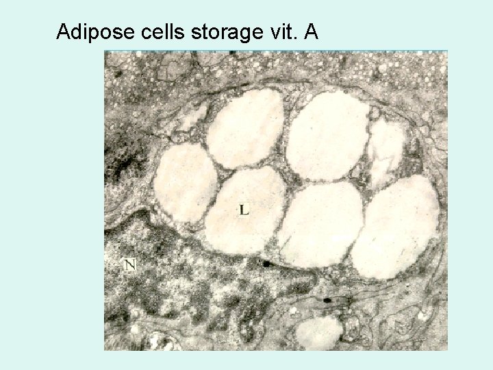 Adipose cells storage vit. A 