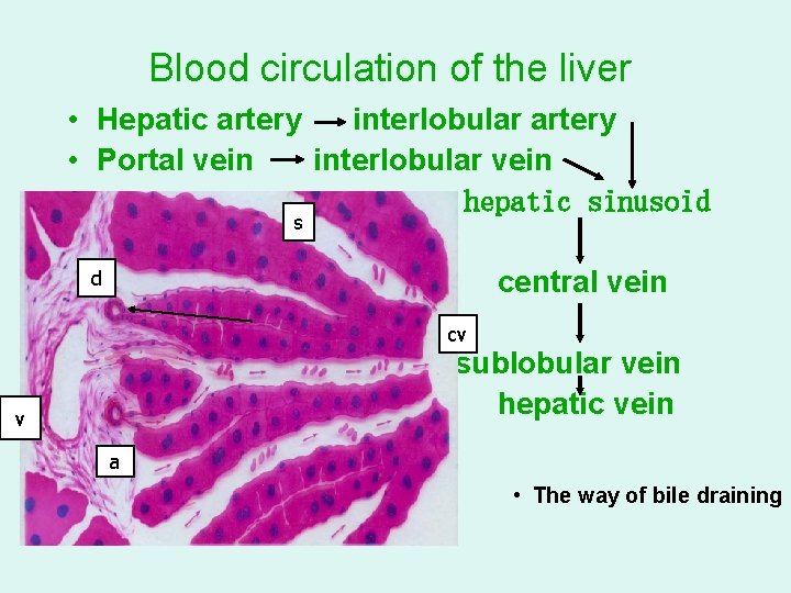 Blood circulation of the liver • Hepatic artery interlobular artery • Portal vein interlobular