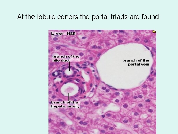 At the lobule coners the portal triads are found: 