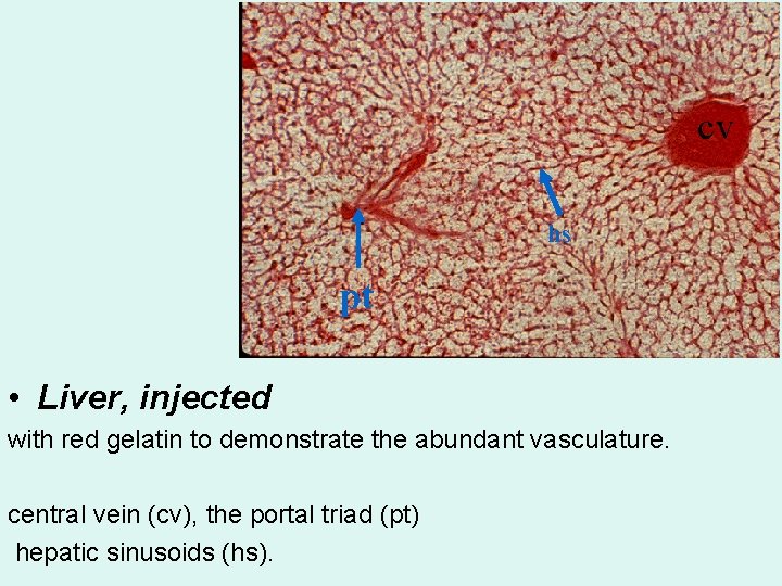 cv hs pt • Liver, injected with red gelatin to demonstrate the abundant vasculature.