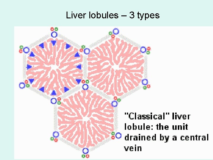 Liver lobules – 3 types 