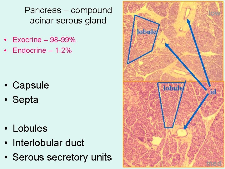 Pancreas – compound acinar serous gland • Exocrine – 98 -99% • Endocrine –