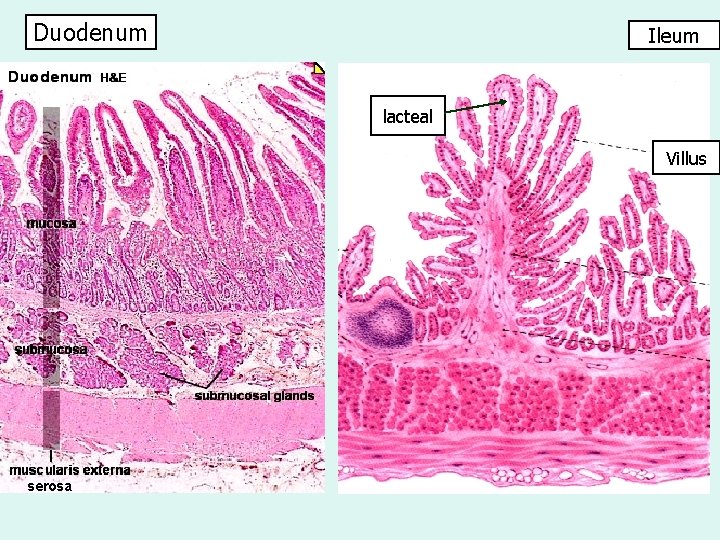Duodenum Ileum lacteal Villus serosa 