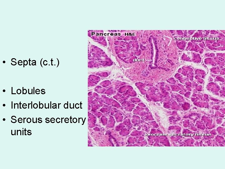  • Septa (c. t. ) • Lobules • Interlobular duct • Serous secretory