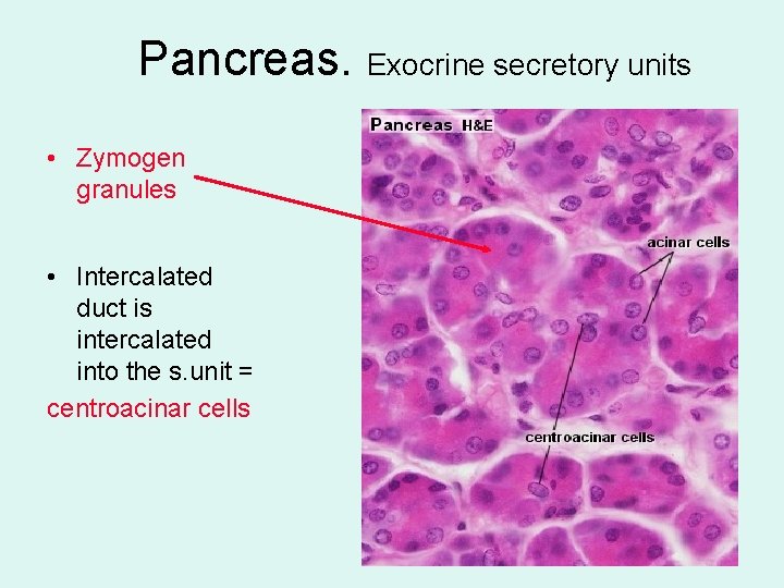 Pancreas. Exocrine secretory units • Zymogen granules • Intercalated duct is intercalated into the