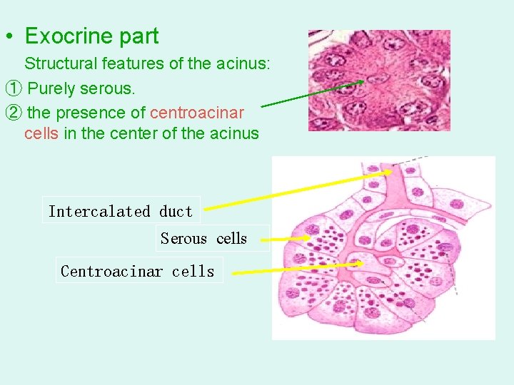  • Exocrine part Structural features of the acinus: ① Purely serous. ② the