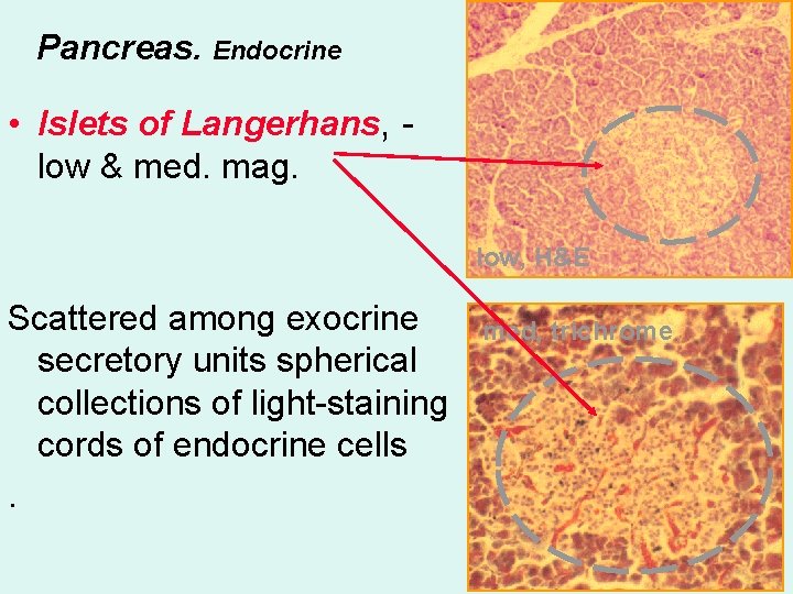 Pancreas. Endocrine • Islets of Langerhans, low & med. mag. low, H&E Scattered among