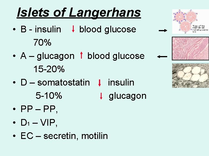 Islets of Langerhans • B - insulin blood glucose 70% • A – glucagon