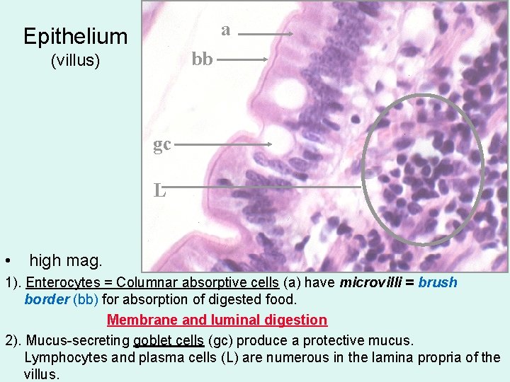 a Epithelium bb (villus) gc L • high mag. 1). Enterocytes = Columnar absorptive