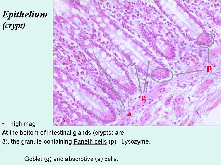 Epithelium (crypt) p g a • high mag At the bottom of intestinal glands