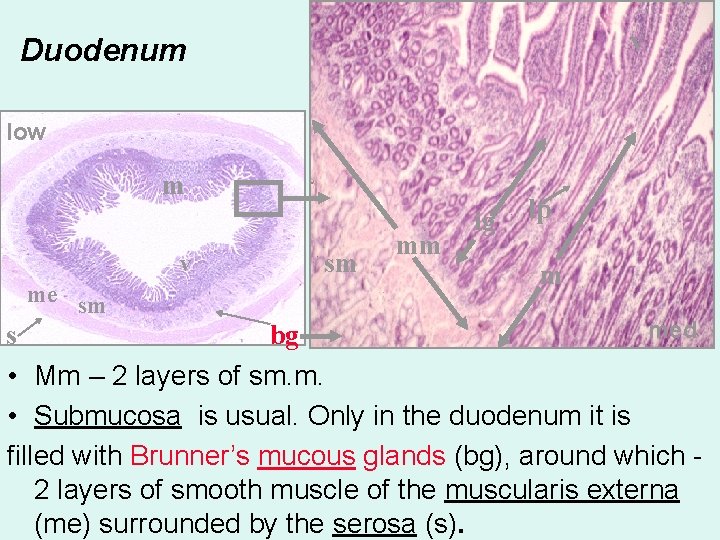 v Duodenum low m v me sm v sm mm ig lp m med