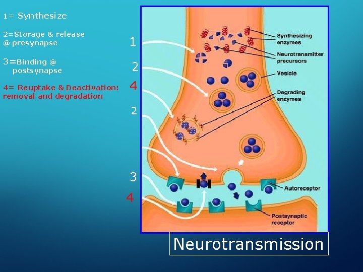 1= Synthesize 2=Storage & release @ presynapse 3=Binding @ postsynapse 4= Reuptake & Deactivation: