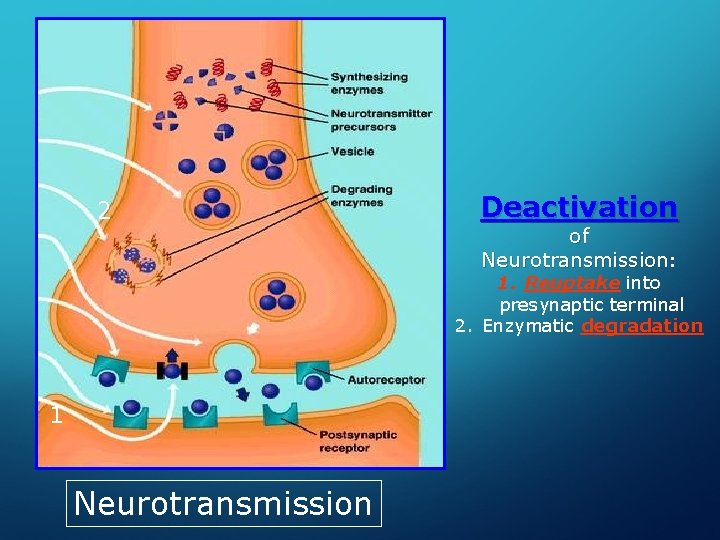 2 Deactivation of Neurotransmission: 1. Reuptake into presynaptic terminal 2. Enzymatic degradation 1 Neurotransmission
