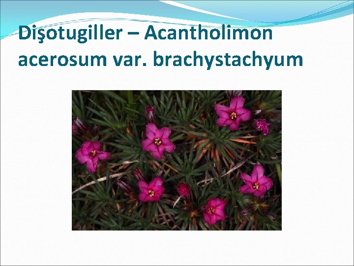 Dişotugiller – Acantholimon acerosum var. brachystachyum 