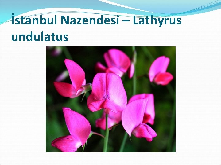 İstanbul Nazendesi – Lathyrus undulatus 