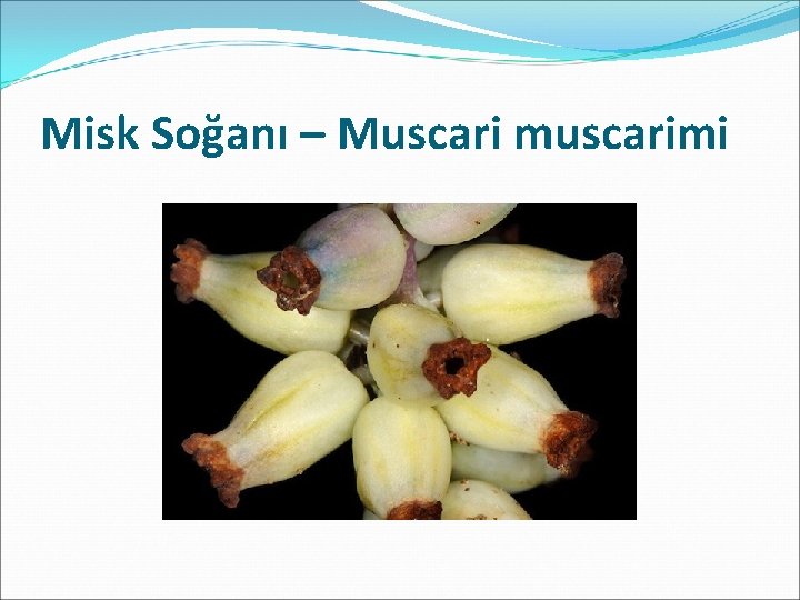 Misk Soğanı – Muscari muscarimi 