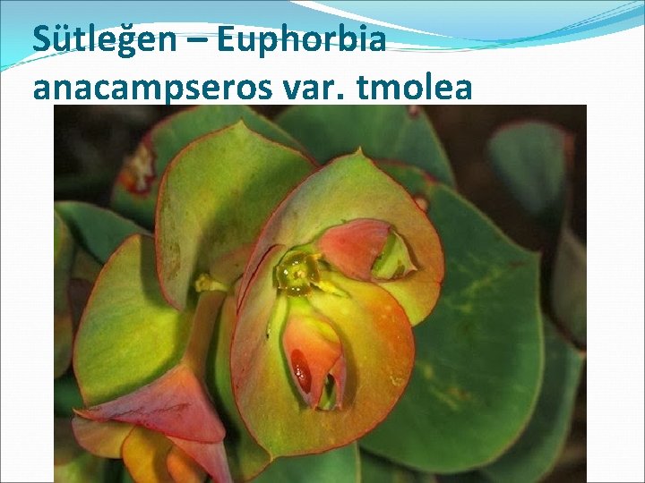 Sütleğen – Euphorbia anacampseros var. tmolea 