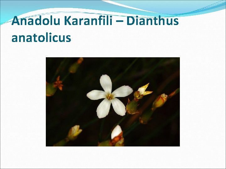 Anadolu Karanfili – Dianthus anatolicus 