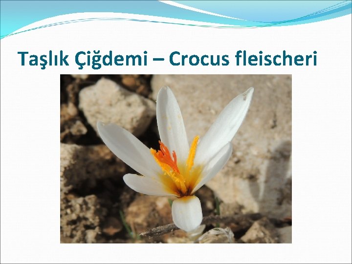 Taşlık Çiğdemi – Crocus fleischeri 