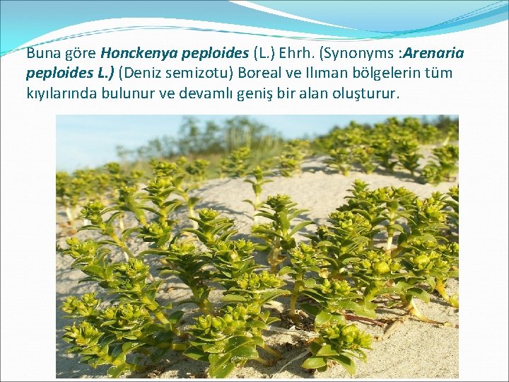 Buna göre Honckenya peploides (L. ) Ehrh. (Synonyms : Arenaria peploides L. ) (Deniz