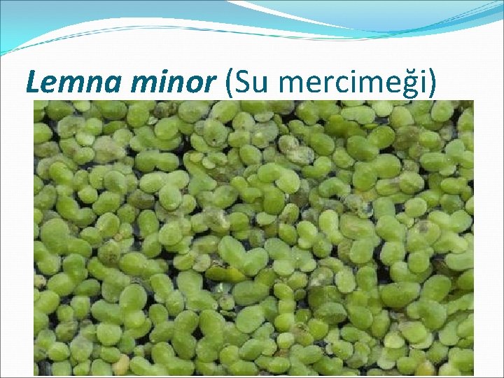 Lemna minor (Su mercimeği) 