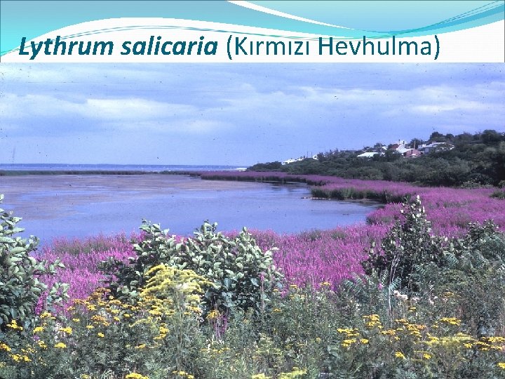 Lythrum salicaria (Kırmızı Hevhulma) 