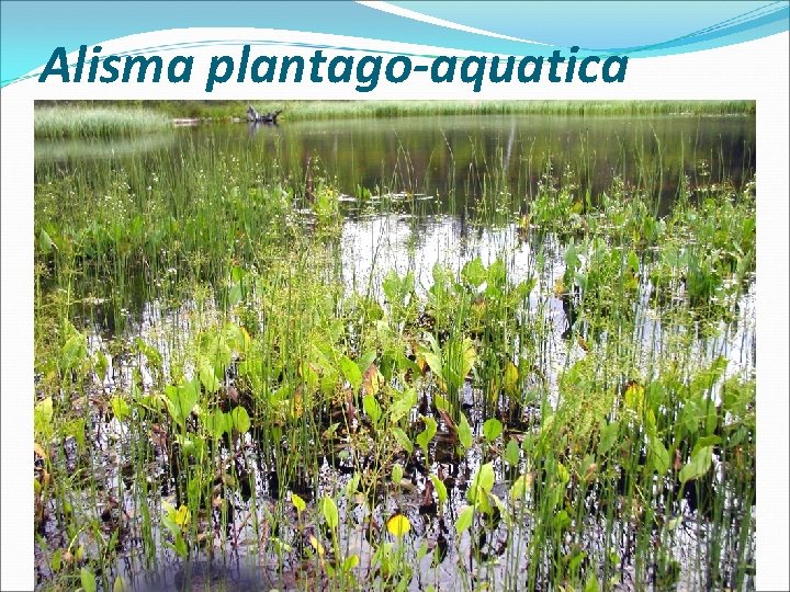 Alisma plantago-aquatica 