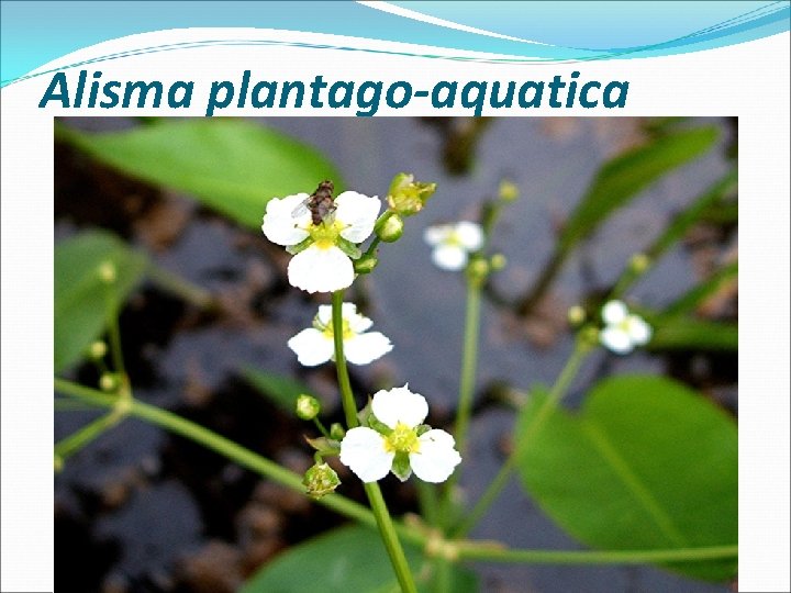 Alisma plantago-aquatica 