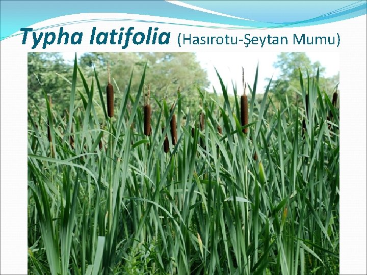 Typha latifolia (Hasırotu-Şeytan Mumu) 