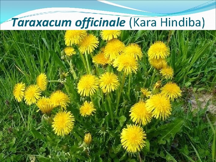 Taraxacum officinale (Kara Hindiba) 