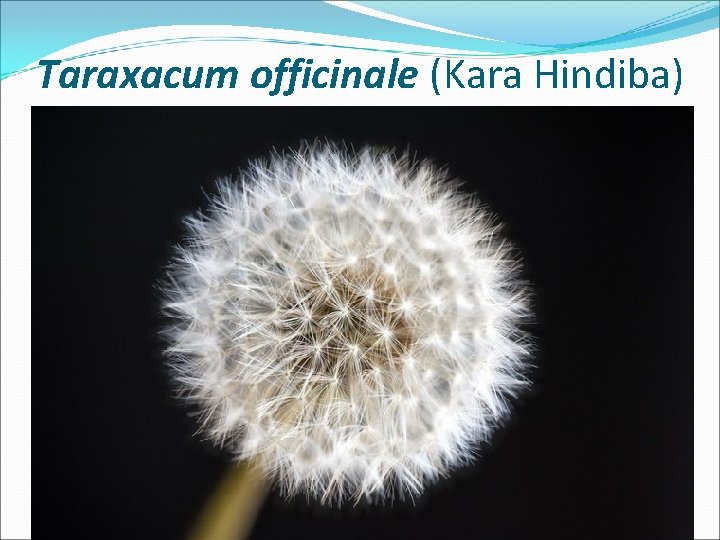 Taraxacum officinale (Kara Hindiba) 