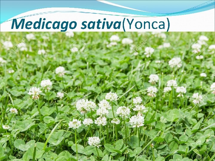 Medicago sativa(Yonca) 