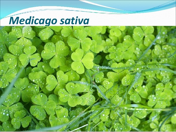 Medicago sativa 