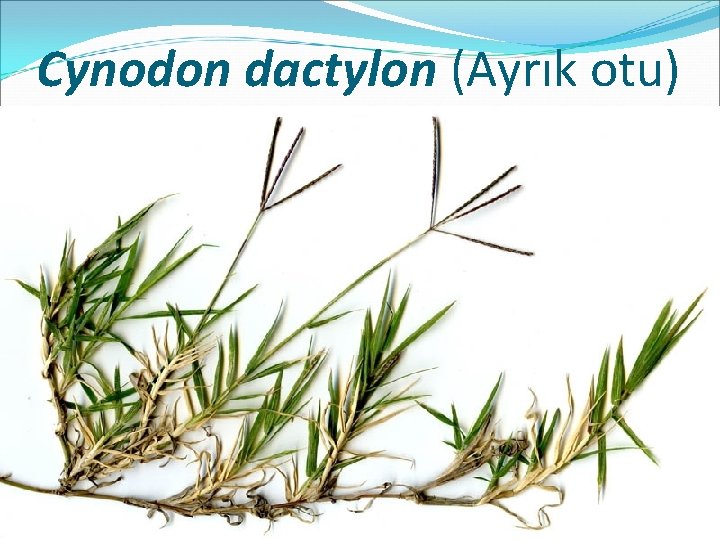 Cynodon dactylon (Ayrık otu) 