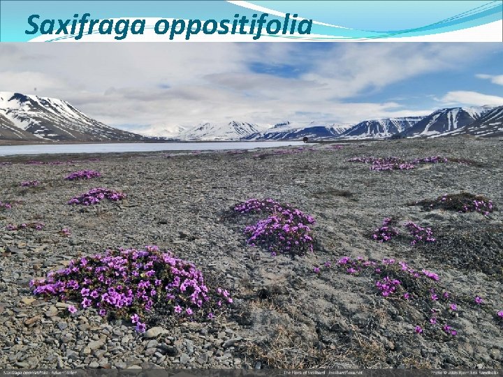 Saxifraga oppositifolia 