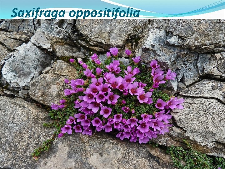 Saxifraga oppositifolia 