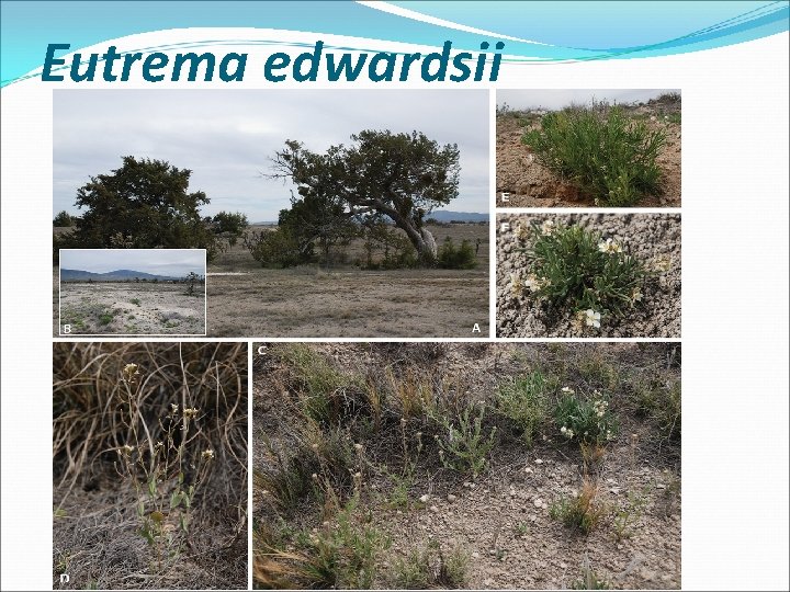 Eutrema edwardsii 