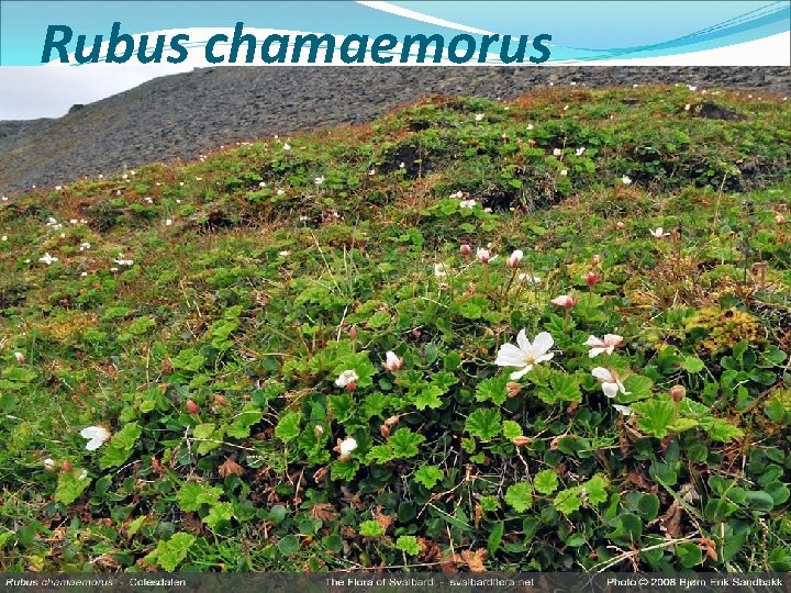 Rubus chamaemorus 