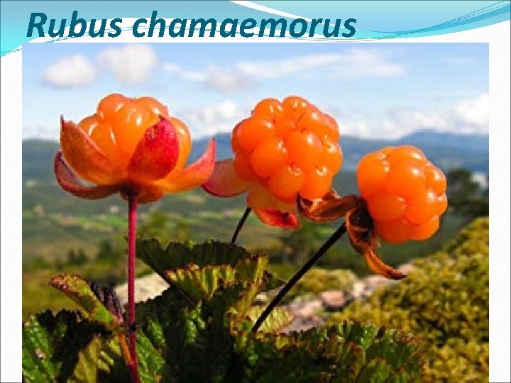 Rubus chamaemorus 