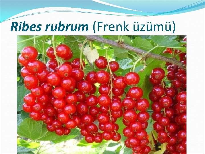 Ribes rubrum (Frenk üzümü) 