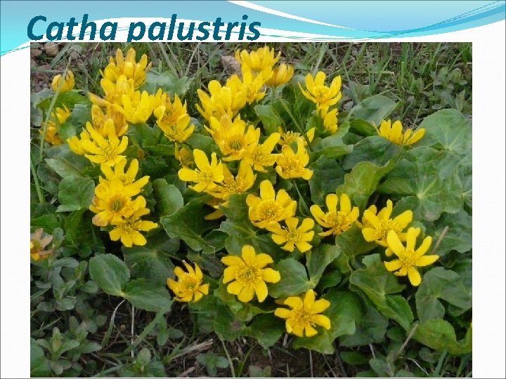 Catha palustris 