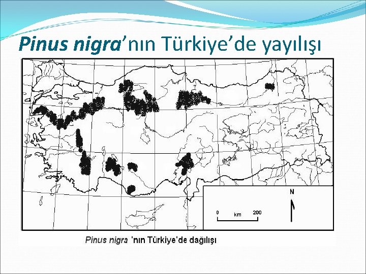 Pinus nigra’nın Türkiye’de yayılışı 