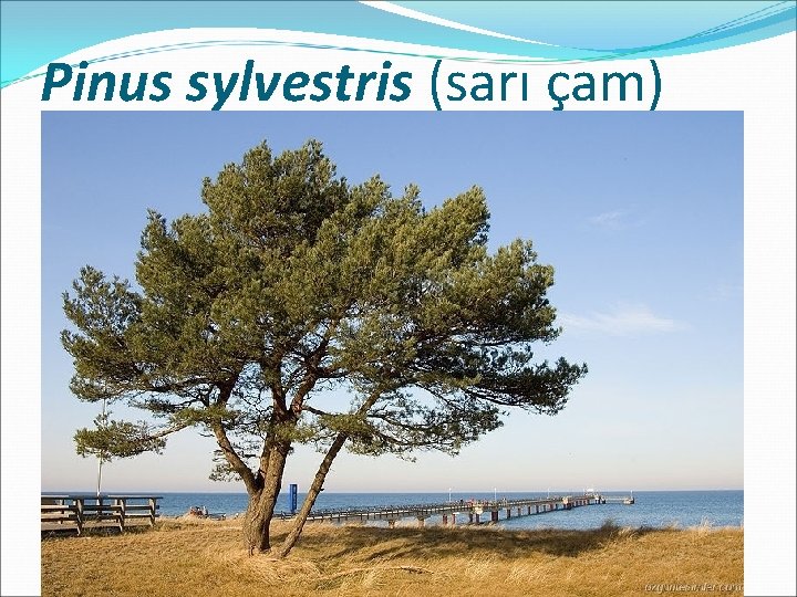 Pinus sylvestris (sarı çam) 