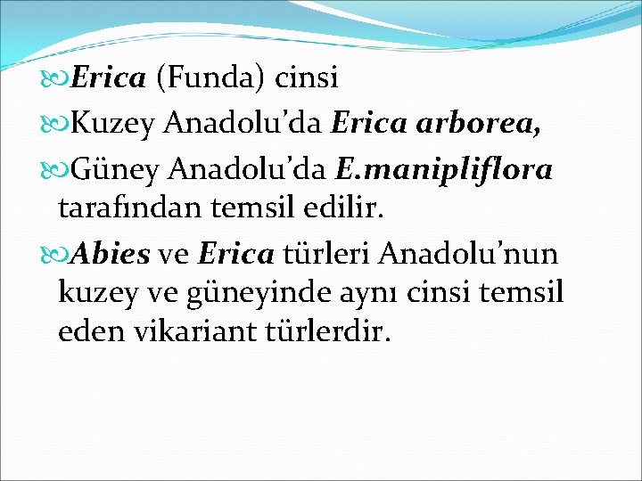  Erica (Funda) cinsi Kuzey Anadolu’da Erica arborea, Güney Anadolu’da E. manipliflora tarafından temsil