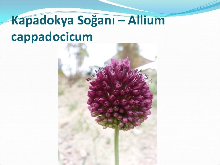 Kapadokya Soğanı – Allium cappadocicum 